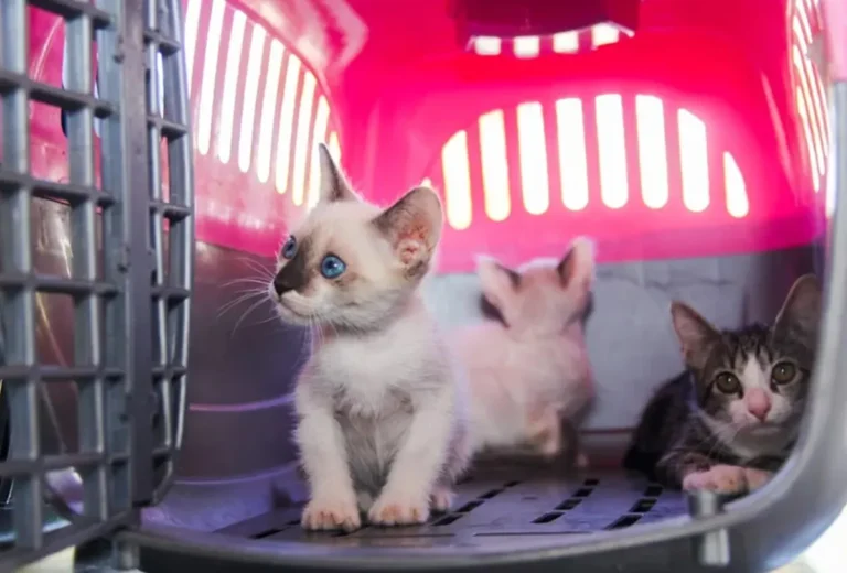 Cão triste atrás da cerca, denúncias de maus-tratos a animais RJ