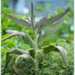 Planta Aranto em ambiente de laboratório, representando pesquisa sobre o câncer