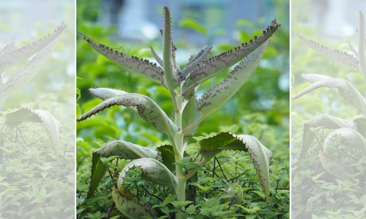 Planta Aranto em ambiente de laboratório, representando pesquisa sobre o câncer
