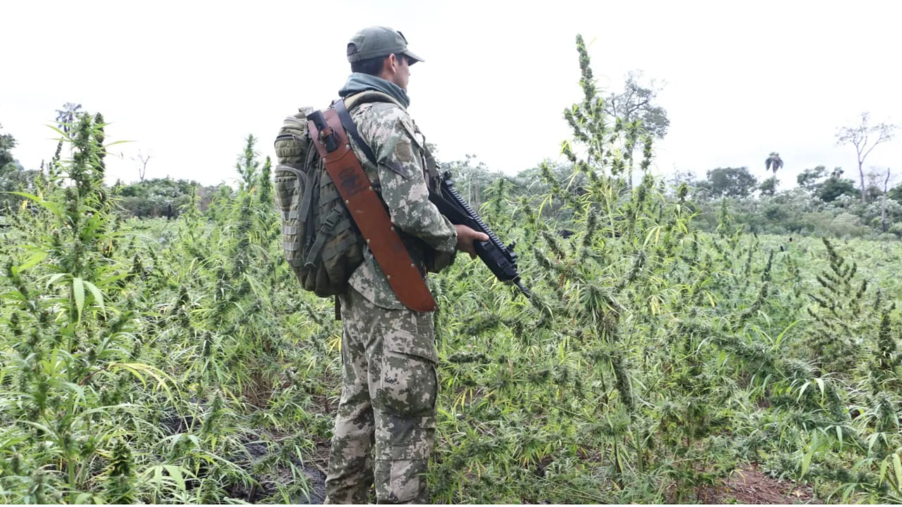 Plantações de maconha em chamas, operação Brasil Paraguai, combate ao narcotráfico, Canindeyú