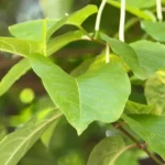 Aça-peixe em solo contaminado por metais pesados, com laboratório ao fundo