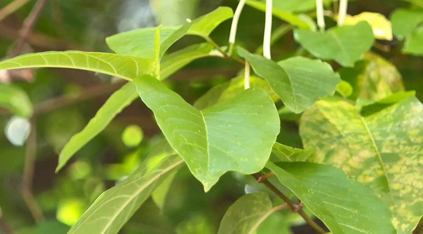 Aça-peixe em solo contaminado por metais pesados, com laboratório ao fundo