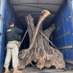 Oliveiras centenárias sendo inspecionadas pela PRF após apreensão por contrabando em Maringá.