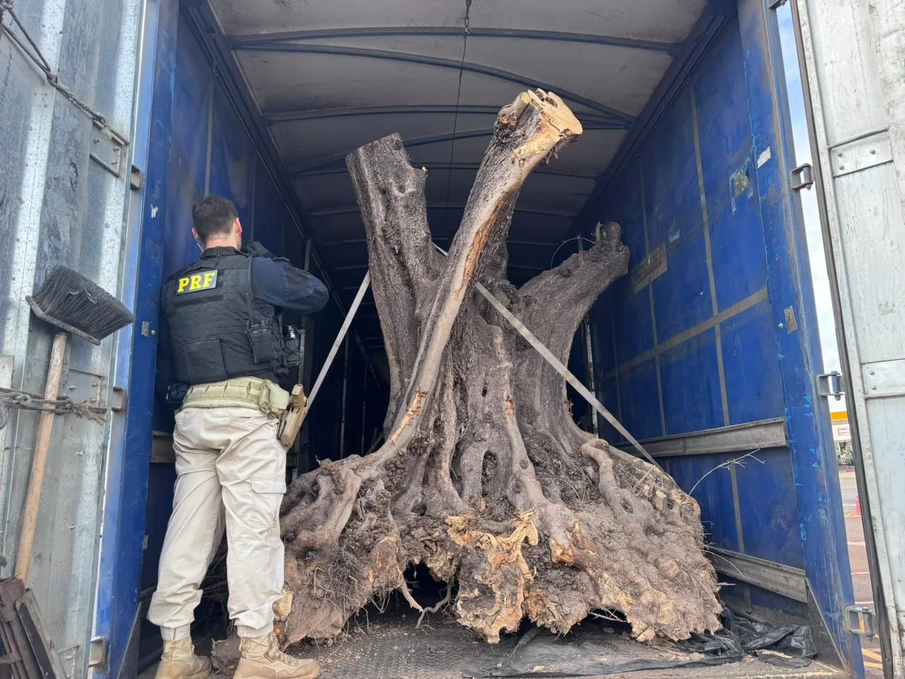 Oliveiras centenárias sendo inspecionadas pela PRF após apreensão por contrabando em Maringá.