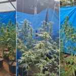 Estufa de maconha em Búzios, plantação ilegal, apreensão de plantas de cannabis pela polícia.