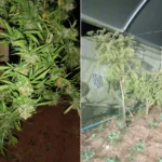 Plantação de maconha sendo investigada pela polícia em Nova Friburgo, com dois homens detidos no local da operação.
