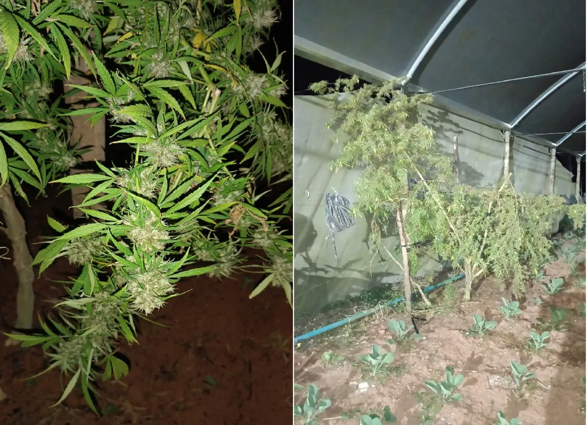 Plantação de maconha sendo investigada pela polícia em Nova Friburgo, com dois homens detidos no local da operação.