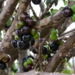 Jabuticaba, fruta brasileira, benefícios, antioxidantes