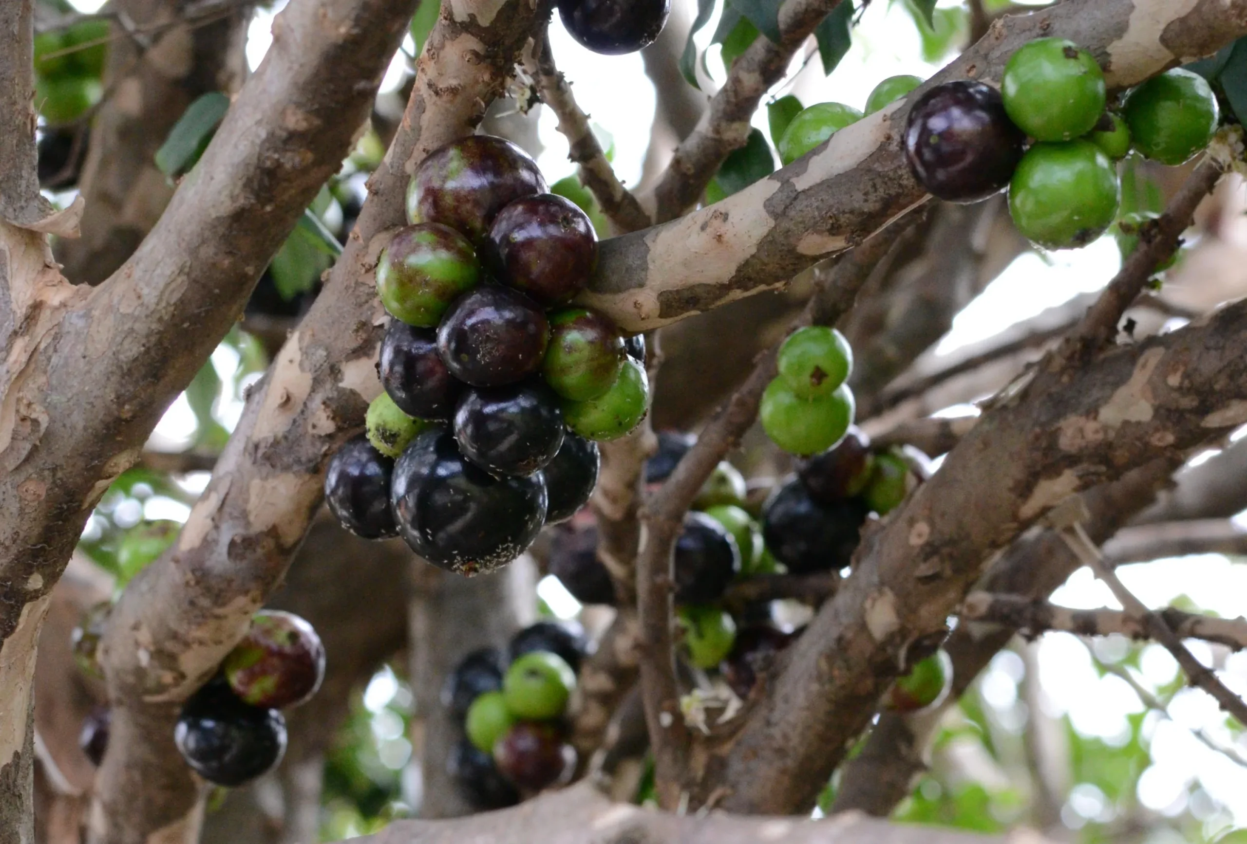 Jabuticaba, fruta brasileira, benefícios, antioxidantes