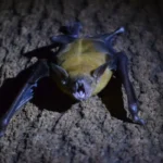 Morcego noturno voando à noite com lua cheia