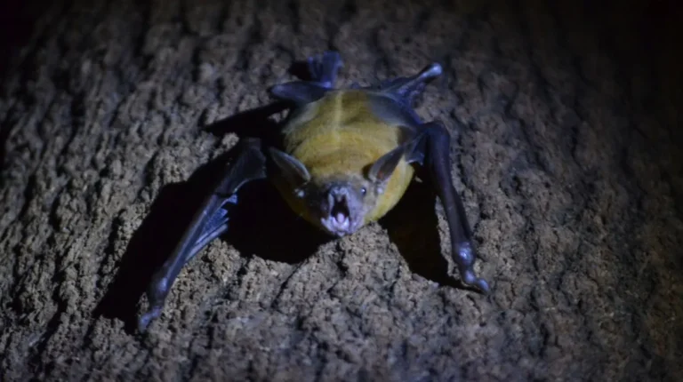 Morcego noturno voando à noite com lua cheia