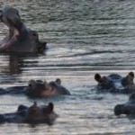 Colômbia decide sacrificar hipopótamos de Pablo Escobar para conter avanço