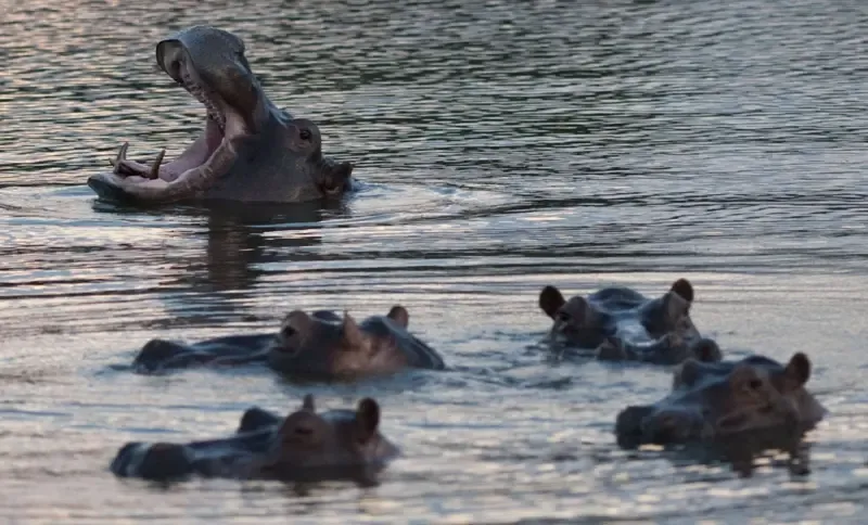 Colômbia decide sacrificar hipopótamos de Pablo Escobar para conter avanço