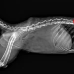 Quati ferido, atendimento veterinário, maus-tratos animais Marília, chumbinho, resgate fauna silvestre