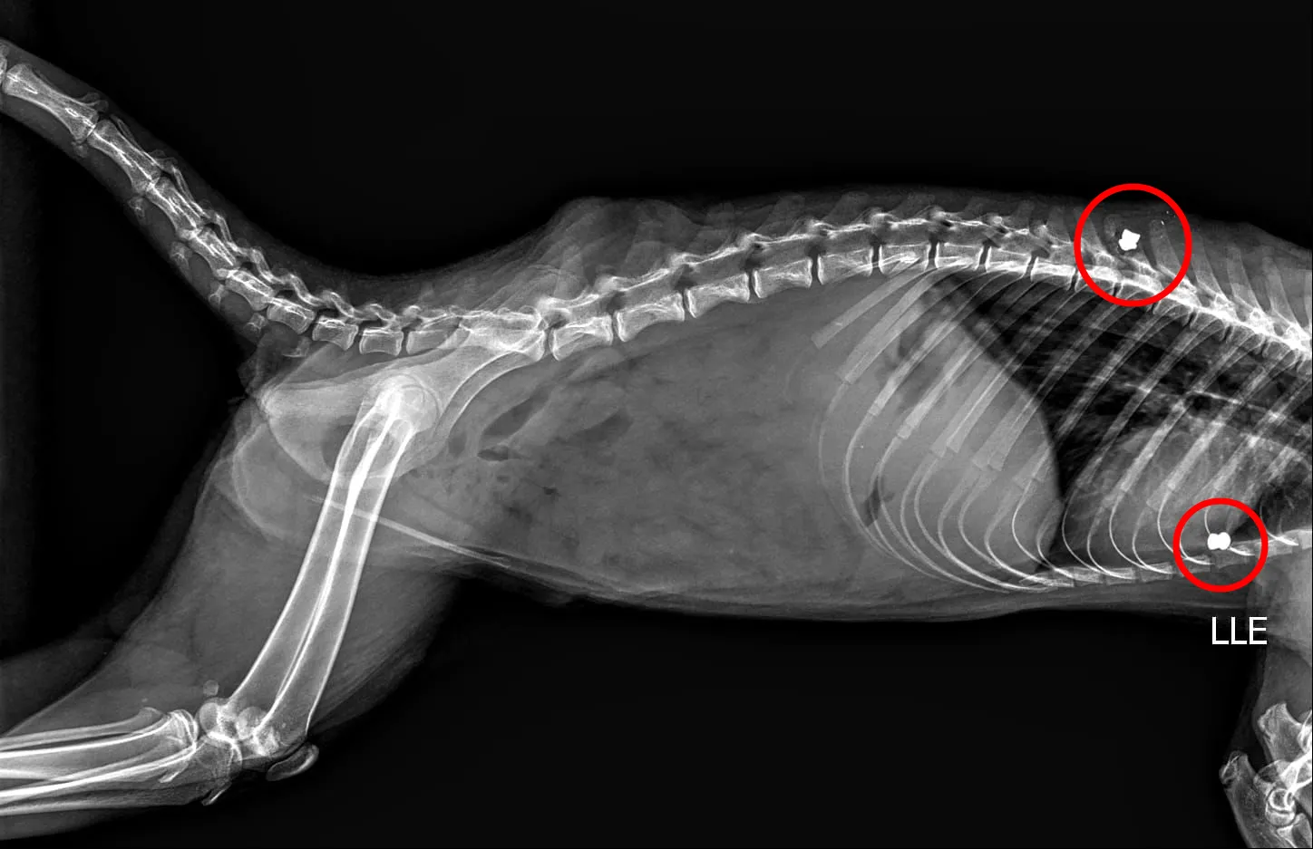 Quati ferido, atendimento veterinário, maus-tratos animais Marília, chumbinho, resgate fauna silvestre