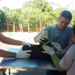 Médico veterinário implantando microchip de identificação em um cão de porte médio, com foco no cuidado e na prevenção de perdas de animais de estimação.