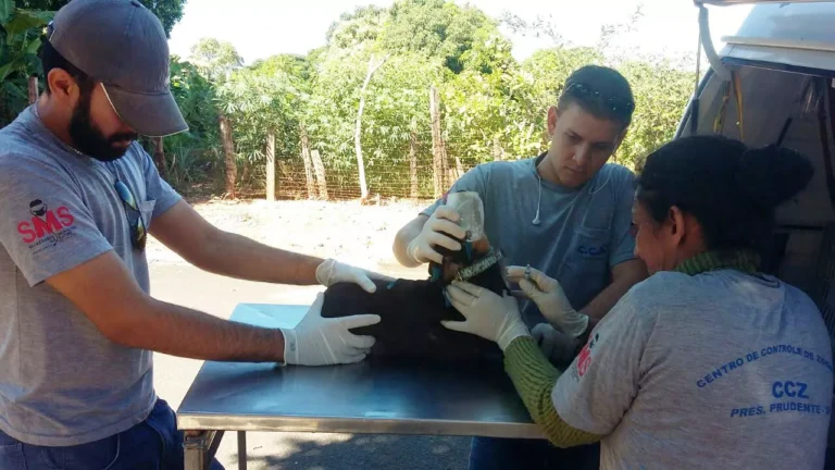 Médico veterinário implantando microchip de identificação em um cão de porte médio, com foco no cuidado e na prevenção de perdas de animais de estimação.