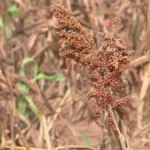 Plantação de sorgo no noroeste paulista, cultura resistente à seca