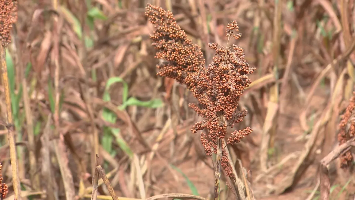 Plantação de sorgo no noroeste paulista, cultura resistente à seca