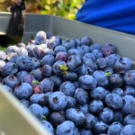 Mirtilos em plantação, cultivo de blueberry, agricultor, frutas vermelhas