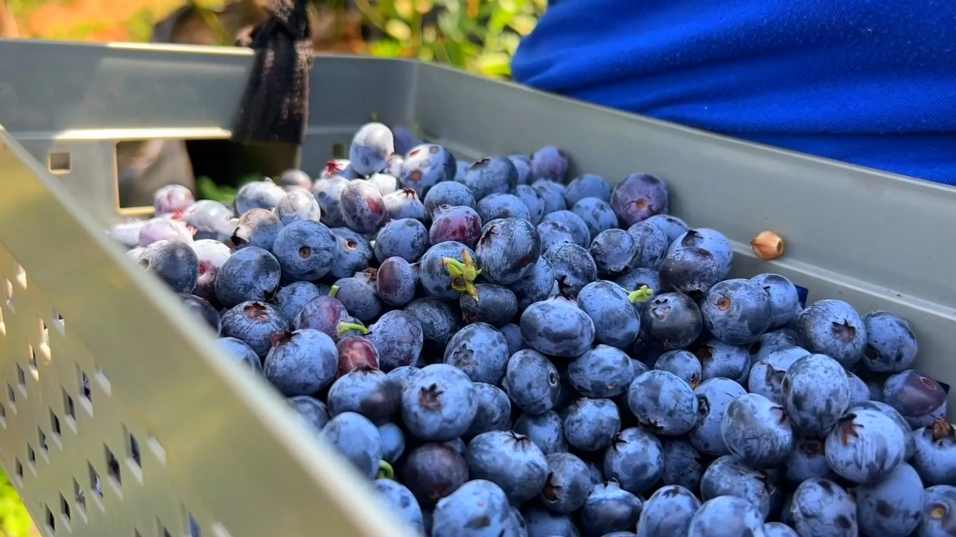 Mirtilos em plantação, cultivo de blueberry, agricultor, frutas vermelhas