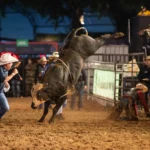 Montaria em touros, rodeio, Ribeirão Rodeo Music, atleta, touro, arena, evento esportivo