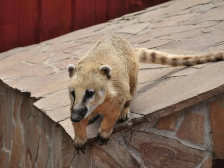 Quati selvagem em ambiente urbano de Piracicaba, perto de lixo, simbolizando a superpopulação.