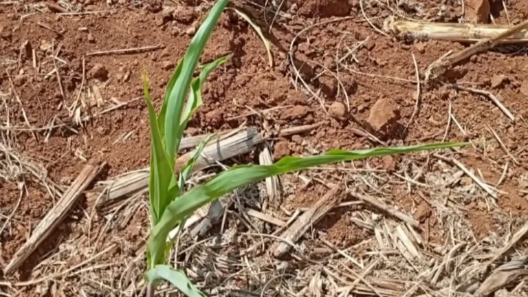 Plantação de milho seca, solo rachado, estiagem no Paraná