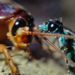 Vespa-joia (Ampulex compressa) picando barata americana (Periplaneta americana)