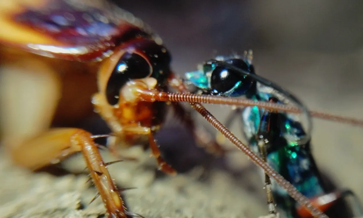 Vespa-joia (Ampulex compressa) picando barata americana (Periplaneta americana)