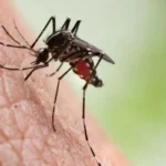 Mosquito Aedes aegypti, vetor da dengue, com mapa do Sul de Minas ao fundo
