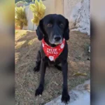 Cão e gato juntos, com foco na castração gratuita oferecida em Sorocaba