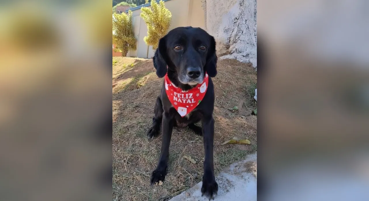 Cão e gato juntos, com foco na castração gratuita oferecida em Sorocaba