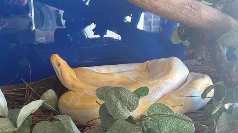 Píton albina e ouriço africano juntos, simbolizando posse ilegal de animais exóticos