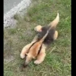 Tamanduá-mirim atravessando rodovia, Arraial do Cabo, segurança no trânsito, fauna silvestre