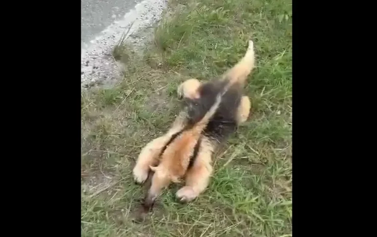 Tamanduá-mirim atravessando rodovia, Arraial do Cabo, segurança no trânsito, fauna silvestre