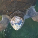 Tartaruga-cabeçuda nadando em ambiente marinho