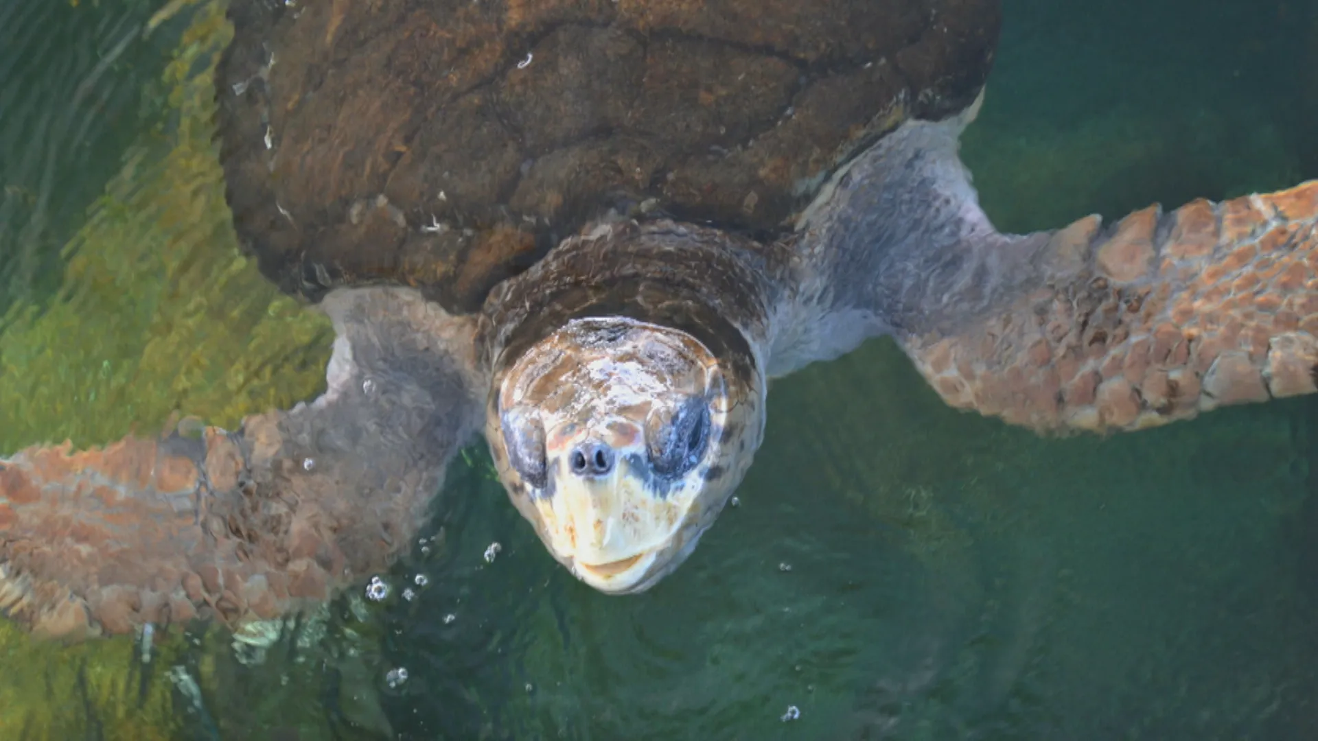 Tartaruga-cabeçuda nadando em ambiente marinho