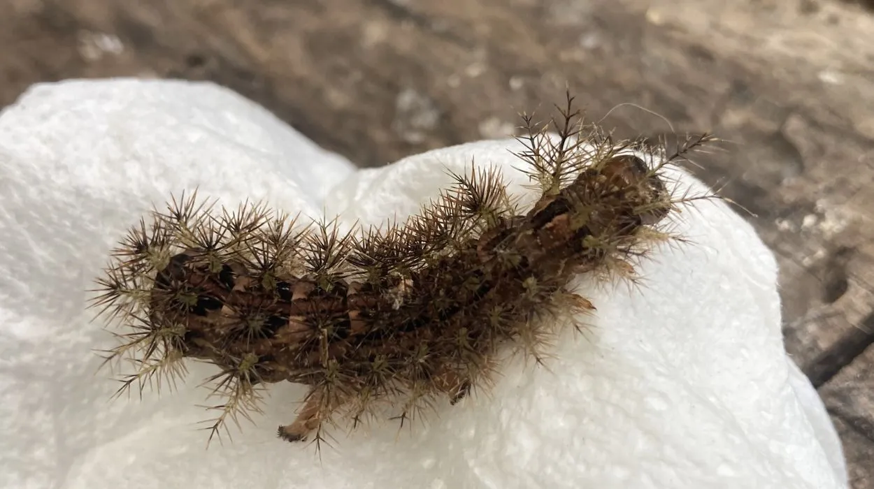 Taturana Lonomia obliqua em tronco de árvore, lagarta venenosa