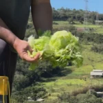Campos agrícolas de Piedade destruídos após tempestade de granizo