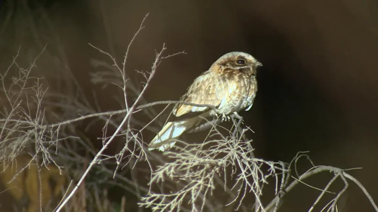 Bacurau-de-rabo-branco voando à noite, ave rara do cerrado, aves fantasmas