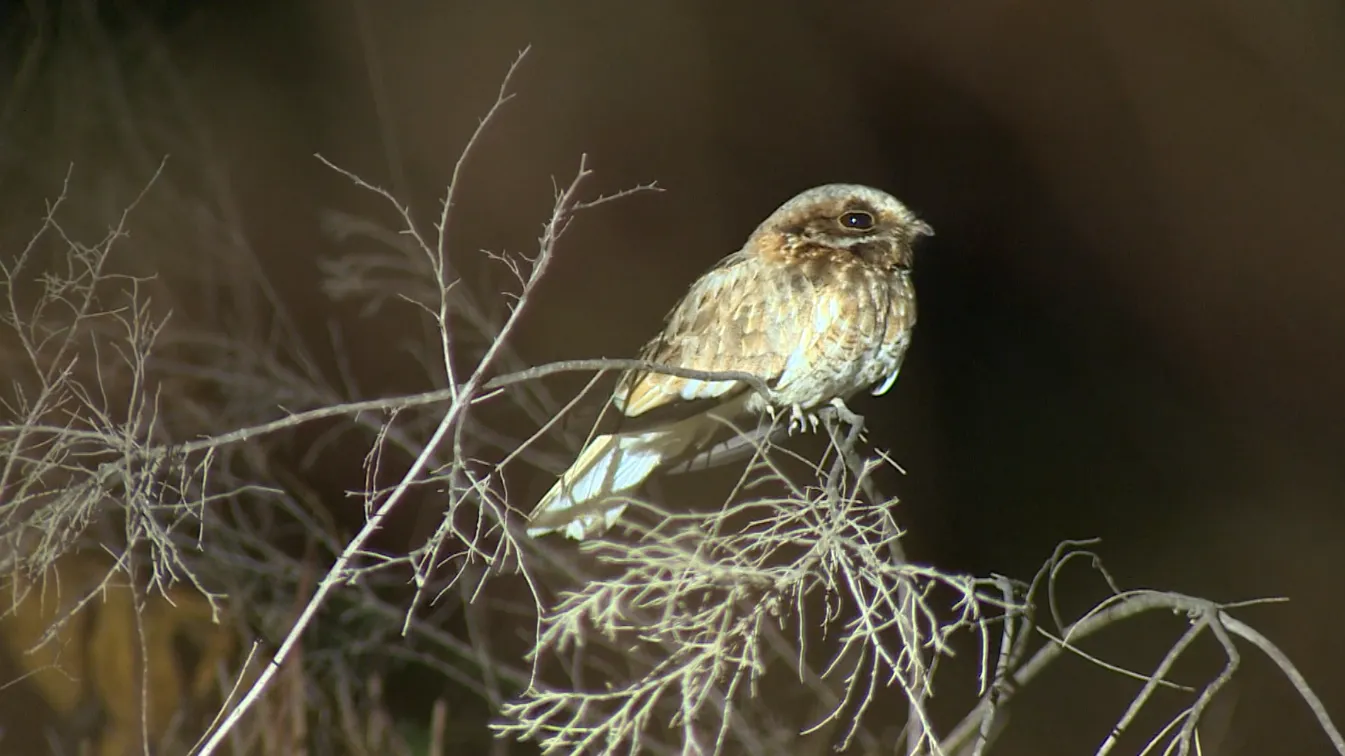 Bacurau-de-rabo-branco voando à noite, ave rara do cerrado, aves fantasmas