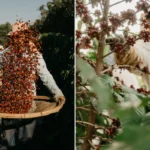 Plantação de café arábica, oeste paulista, produção de café, fazenda de café, tradição do café