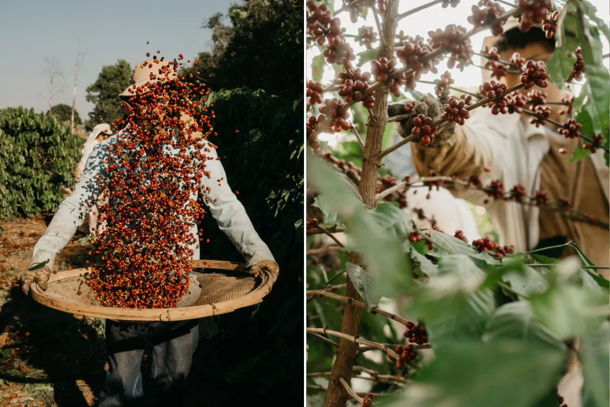 Plantação de café arábica, oeste paulista, produção de café, fazenda de café, tradição do café
