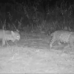 Três filhotes de onça-pintada juntos em seu habitat natural no Cerrado