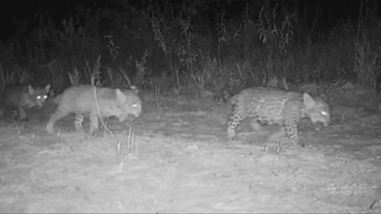 Três filhotes de onça-pintada juntos em seu habitat natural no Cerrado