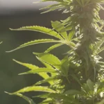 Folha de maconha com bandeira dos EUA ao fundo, representando a mudança legal na classificação da substância.