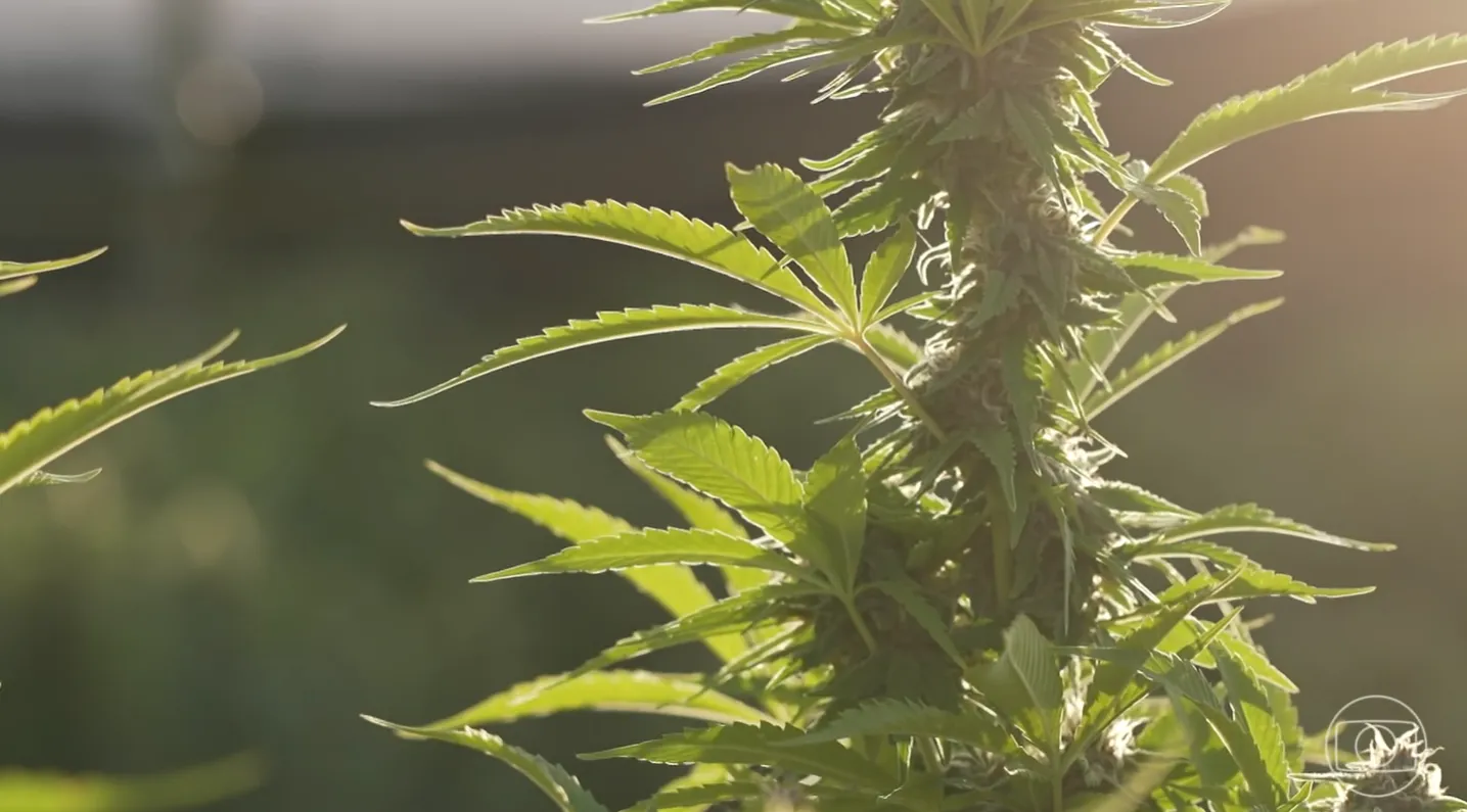 Folha de maconha com bandeira dos EUA ao fundo, representando a mudança legal na classificação da substância.