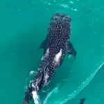 Tubarão-baleia gigante se soltando de rede de pesca em águas claras de Arraial do Cabo, com banhistas ao fundo