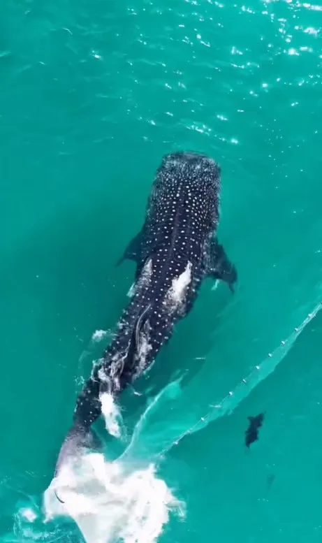 Tubarão-baleia gigante se soltando de rede de pesca em águas claras de Arraial do Cabo, com banhistas ao fundo